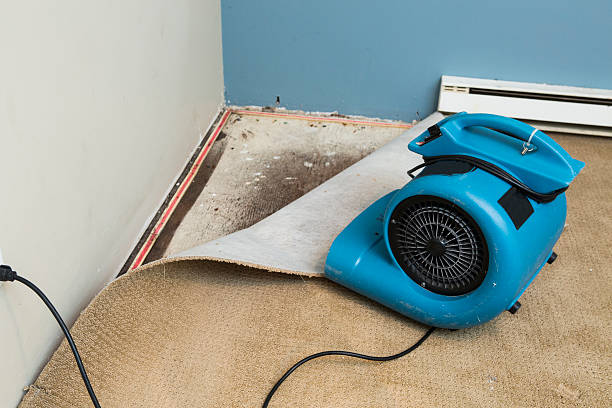 Best Mold removal after water damage  in Cooper City, FL